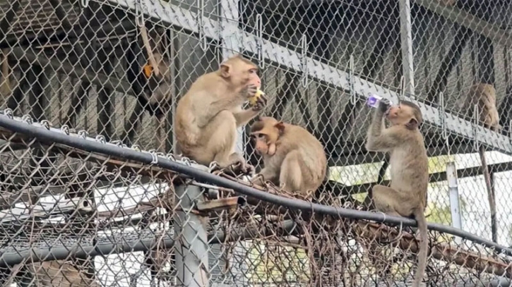 থানায় বানরের উৎপাত, উদ্ধার করেন অন্যবাহিনী 